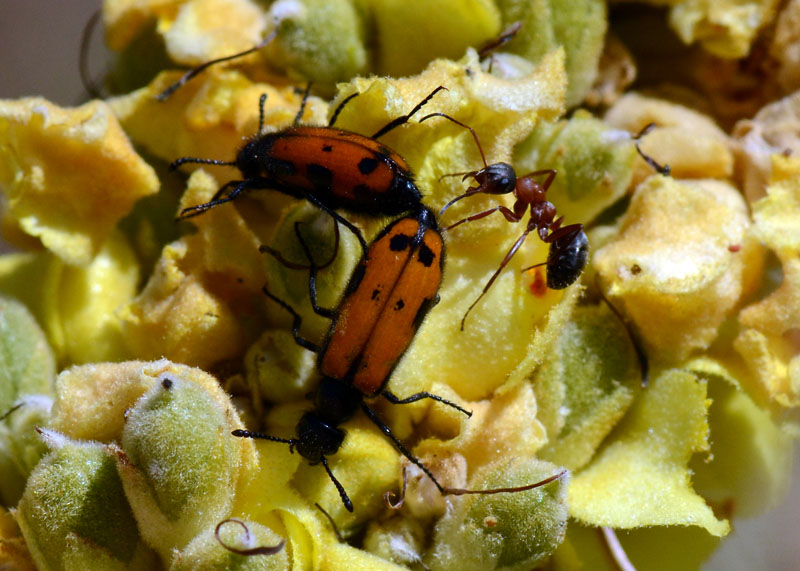 Coppia da identificare - Mylabris schreibersi?